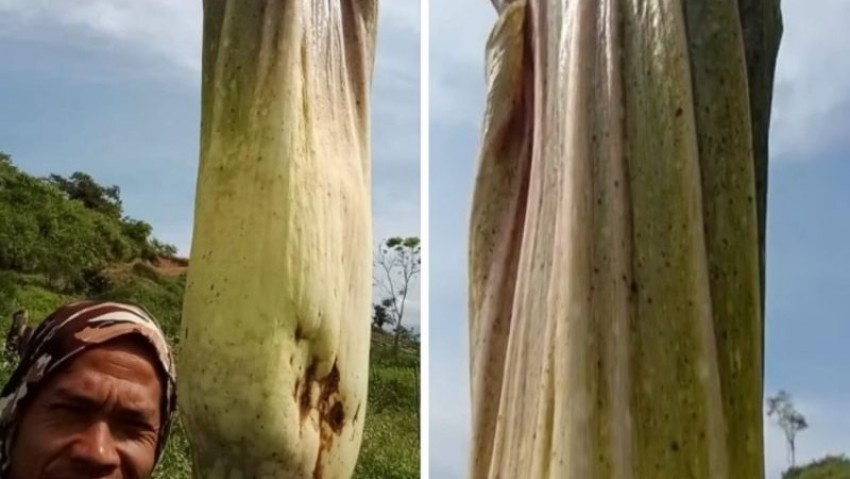 Bunga Bangkai Raksasa Tumbuh di Kebun Kopi Warga, Tinggi 3 Meter