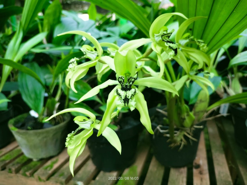 Kenali 4 Tanaman Endemik yang Terancam Punah di Indonesia