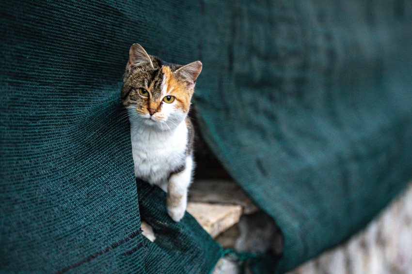 Bagaimana Hukum Jual-Beli Kucing dalam Islam?