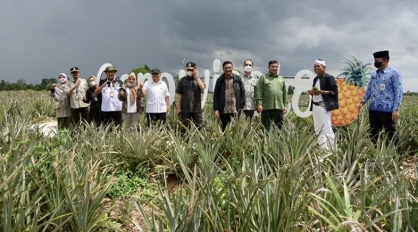 Agrowisata Nanas di Jambi Berpotensi Jadi Destinasi Wisata