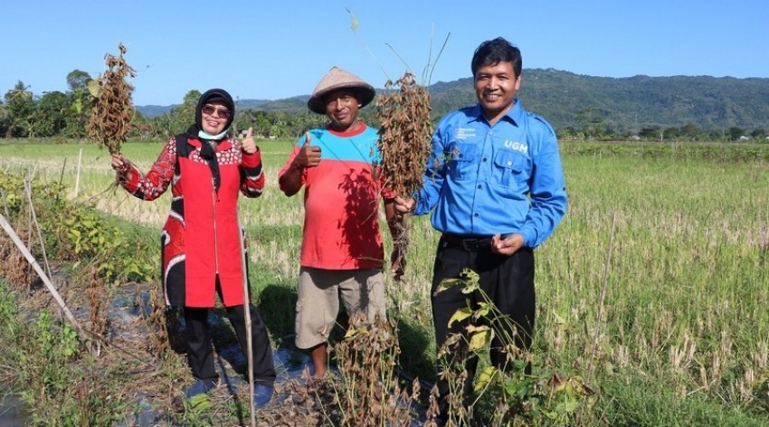 UGM Kembangkan Varietas Baru Kedelai Hitam