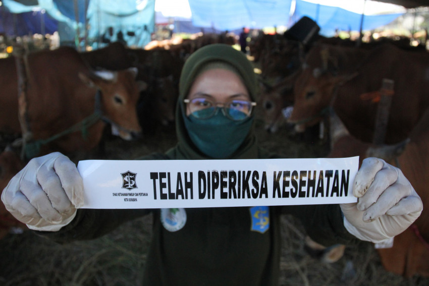 Serang Sapi dan Kambing, Begini Cara Pencegahan PMK