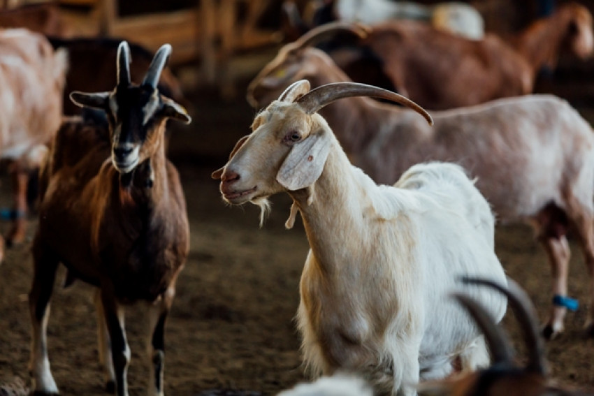 Viral Pria Nikahi Kambing, Ini Hukumnya Menurut Islam
