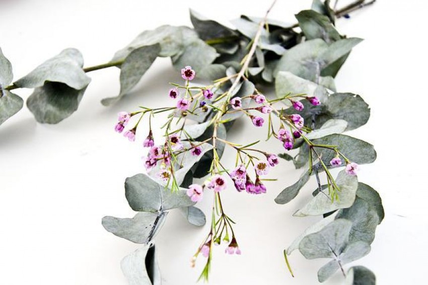 Mengenal Daun Eukaliptus, Aroma Jenazah Anak Ridwan Kamil