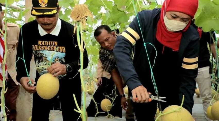Pramuka di Kota Madiun Sukses Budidayakan Golden Melon