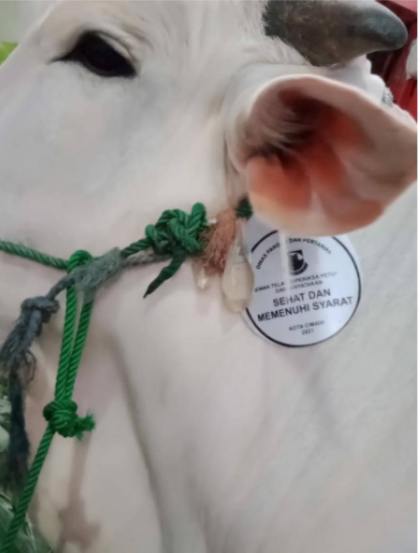 Soal PMK, Emil Imbau Masyarakat Tenang Jelang Idul Adha