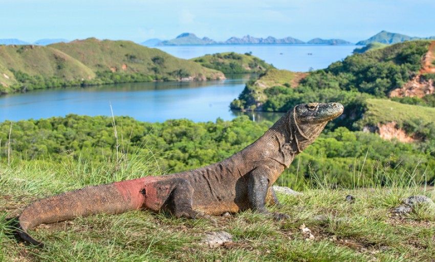 Tiket Terusan TN Komodo Rp3,75 Juta, Sandiaga: Masih Wacana