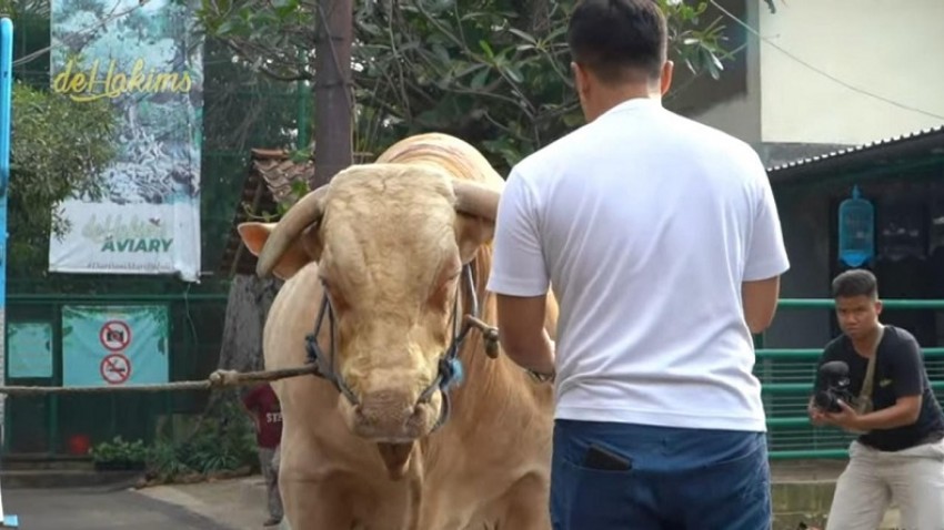 3 Artis Ini Berkurban Sapi Raksasa, Dinamai Megalodon
