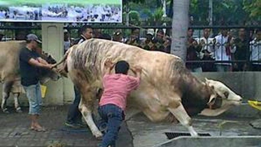 Ini Syarat Alat Sembelih Hewan Kurban Sesuai Syariat