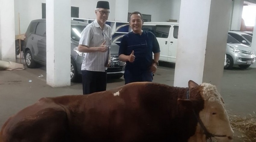 Wapres Kirimkan Sapi untuk MUI, Panitia Kurban: Terima Kasih