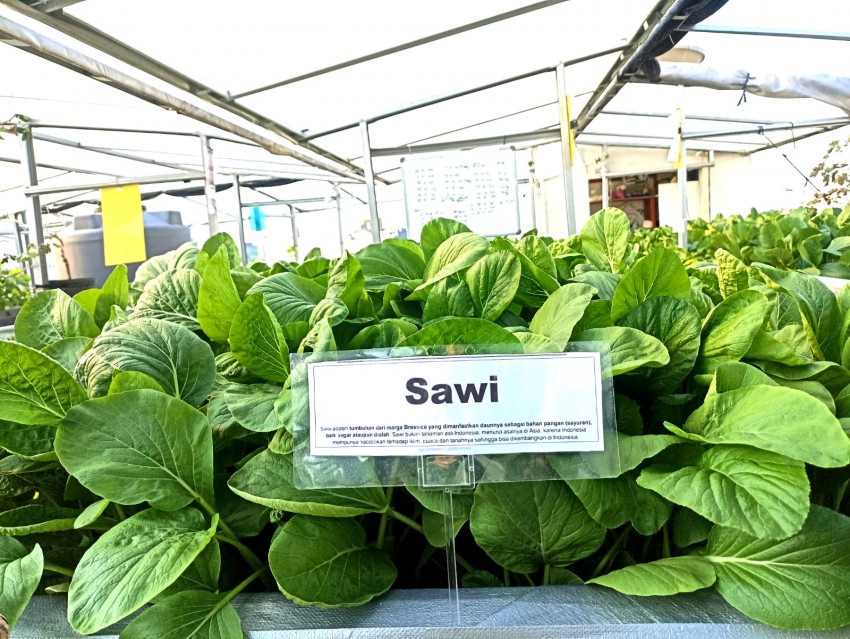 Produktif dan Menghasilkan, Masjid At-Taqwa Kembangkan Kebun Hidroponik