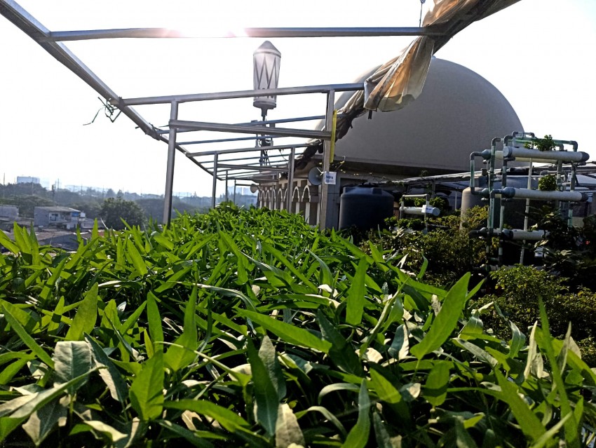 Hasil Hidroponik Masjid At-Taqwa Mampu Pasok Kebutuhan Warga