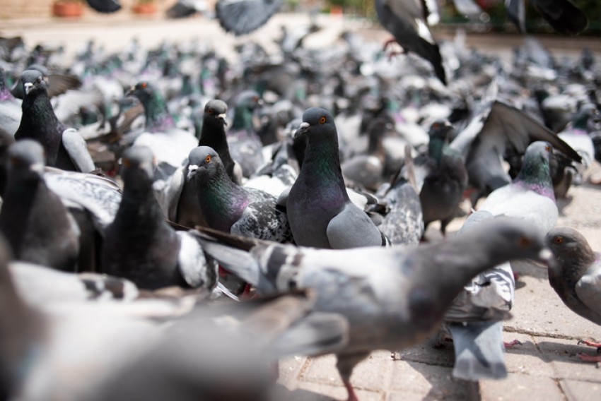 KH Said Aqil Siradj: Pelihara Merpati Bisa Terhindar dari Gangguan Jin