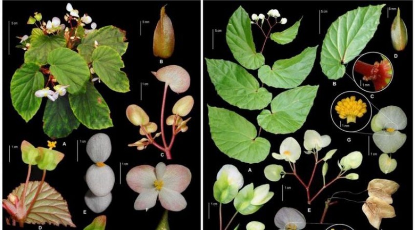 BRIN Temukan 2 Spesies Baru Begonia Asal Kepulauan Maluku