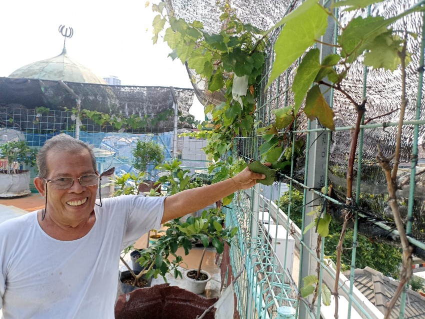 DKM Hubbul Wathon Kembangkan Budidaya Anggur di Rooftop Masjid