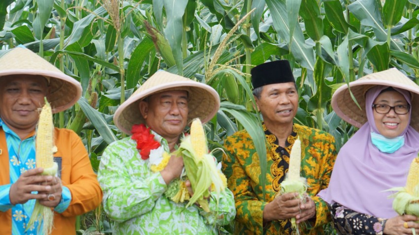 Kemenag Gelar Panen Raya Program Inkubasi Wakaf Produktif