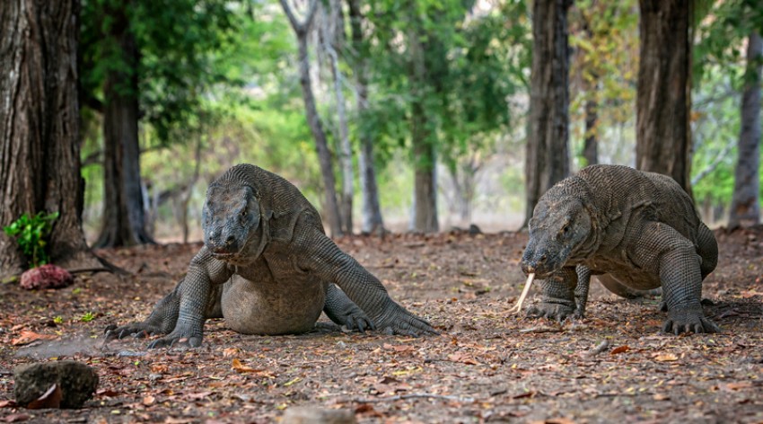 DPR Minta Kenaikan Tarif TN Komodo Ditunda, Singgung Pembangunan DSP