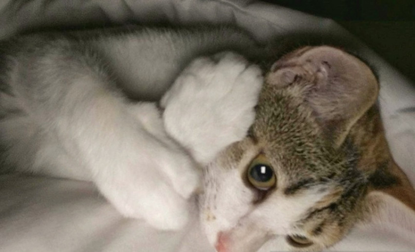 Kucing Kesayangan Nabi SAW, Dinamai Muezza dan Sangat Penurut