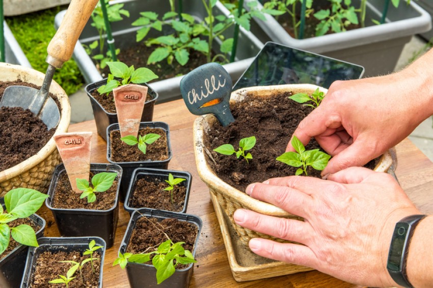 Ciptakan Taman Produktif di Rumah, Arsitek: Ganti Bugenvil ke Pohon Cabai