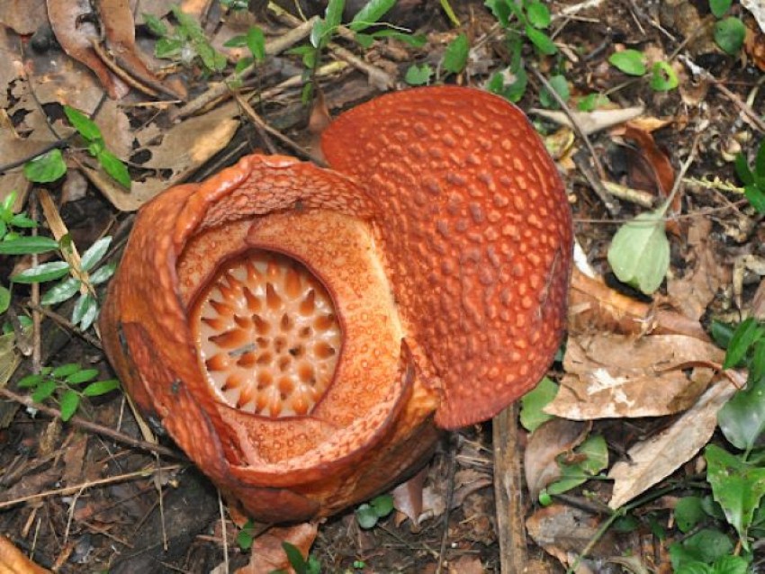 Pertama di Dunia, Rafflesia Arnoldi Mekar di Luar Habitat di Kebun Raya Bogor