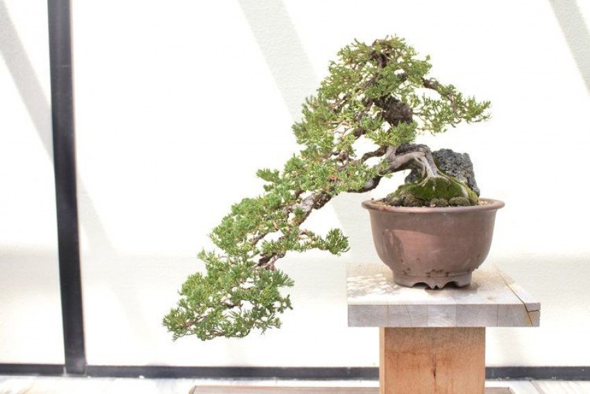3 Keuntungan Miliki Tanaman Bonsai di Ruang Tamu