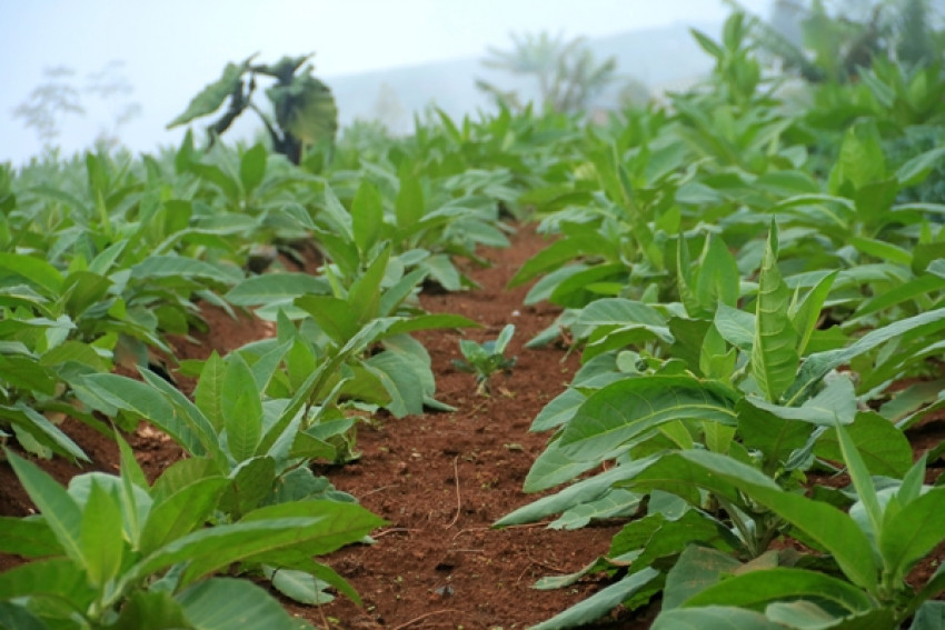 Be Succesful Career, Be Millenial Farmer