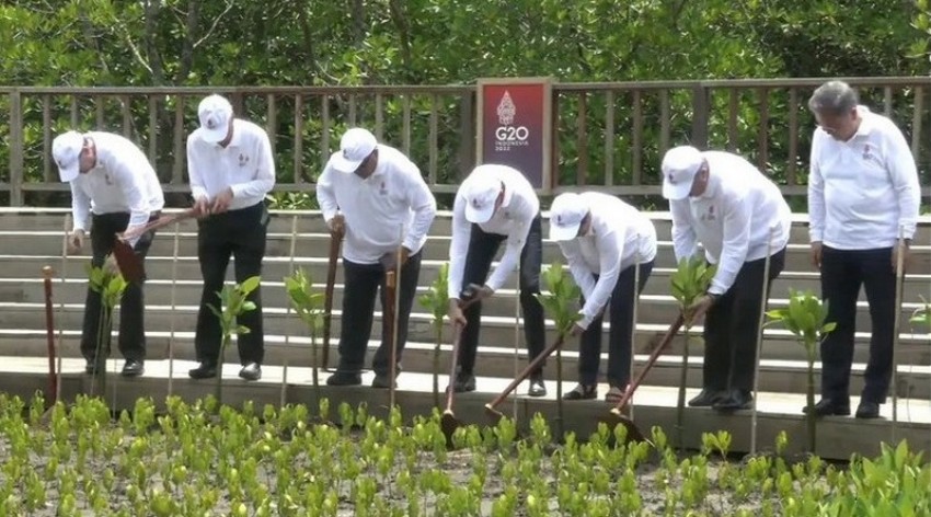 Diplomasi Mangrove Ala Presiden Jokowi di KTT G20