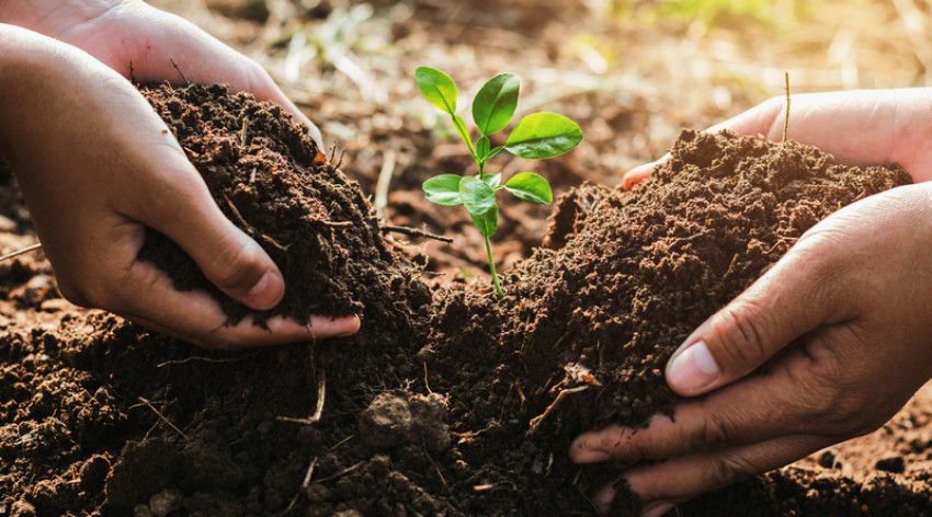 Sejarah Hari Menanam Pohon Indonesia 28 November