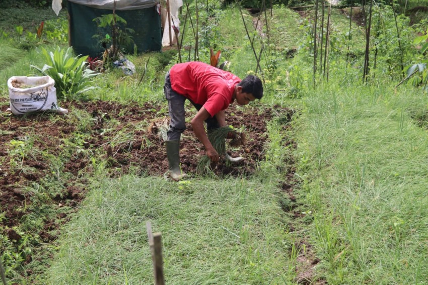 Penyintas Gempa Kembali Bertani Bawang Kucai, Komoditas Unggulan Cianjur