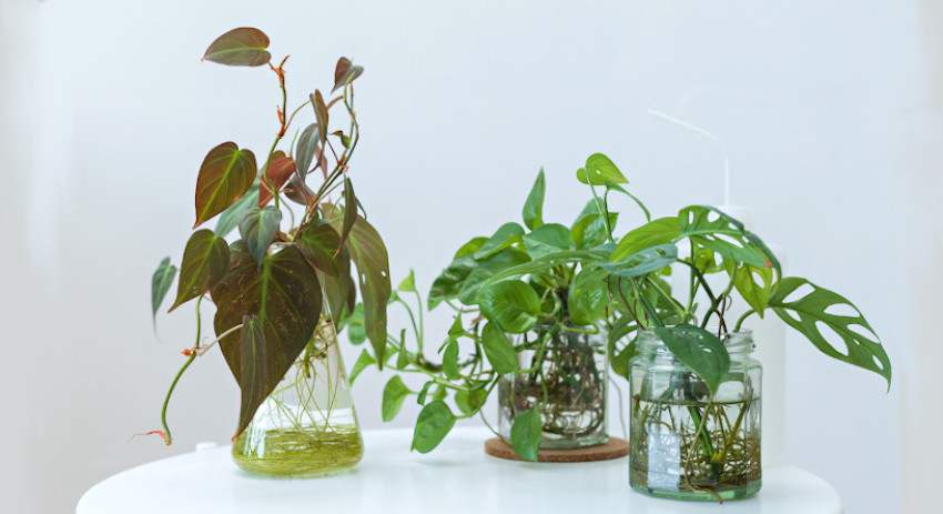 5 Kesalahan Pemula saat Bercocok Tanam, Tanaman Malah Mati