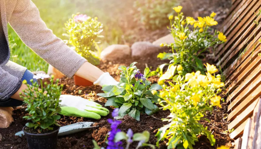 5 Tips Berkebun Bagi Pemula, Wujudkan Taman Impian di Rumah