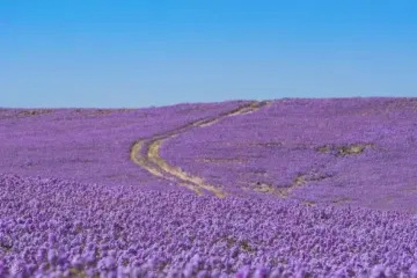 Fenomena Baru di Arab Saudi, Gurun Jadi Padang Bunga Lavender