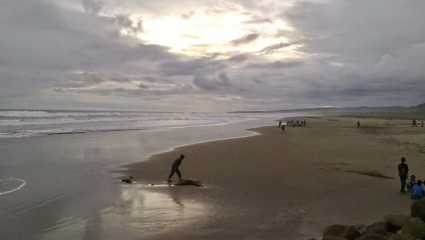 Keindahan Pantai Cipatujah, Spot Pantau Hilal Ramadhan di Jawa Barat