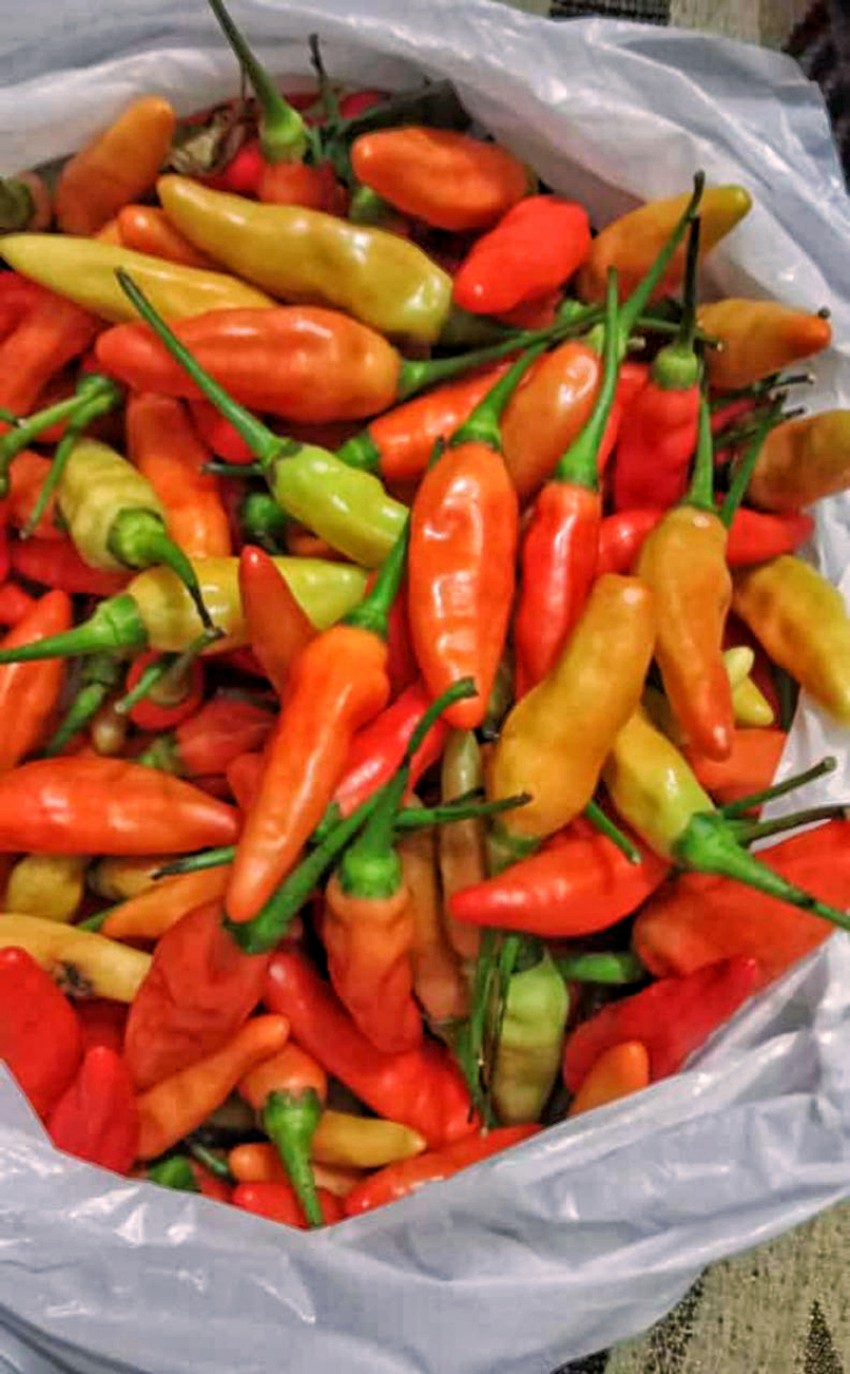 5 Cara Simpan Cabai Stok Ramadhan agar Tak Cepat Busuk