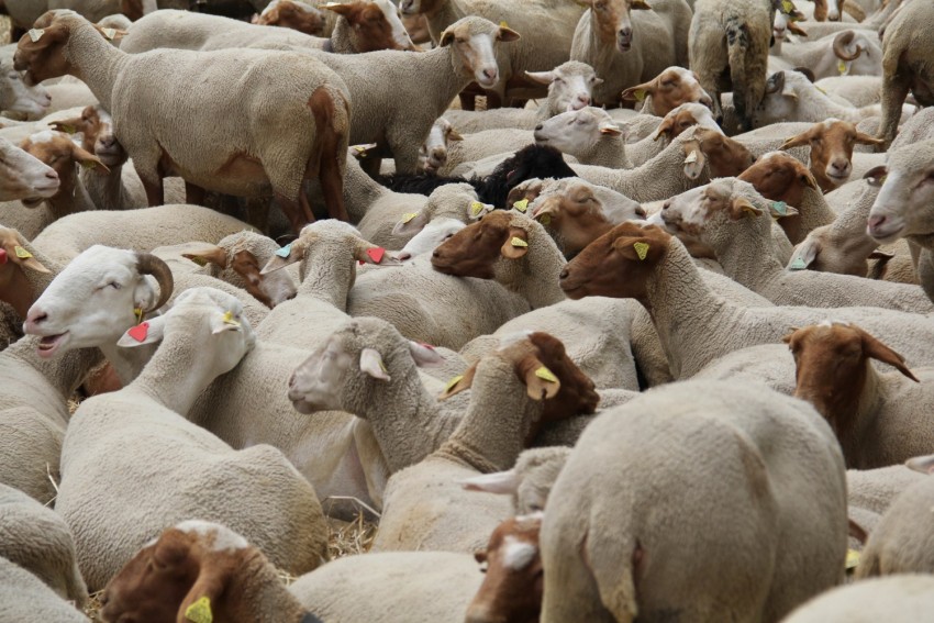 Pemahaman Masyarakat Tentang Berqurban Belum Menyeluruh
