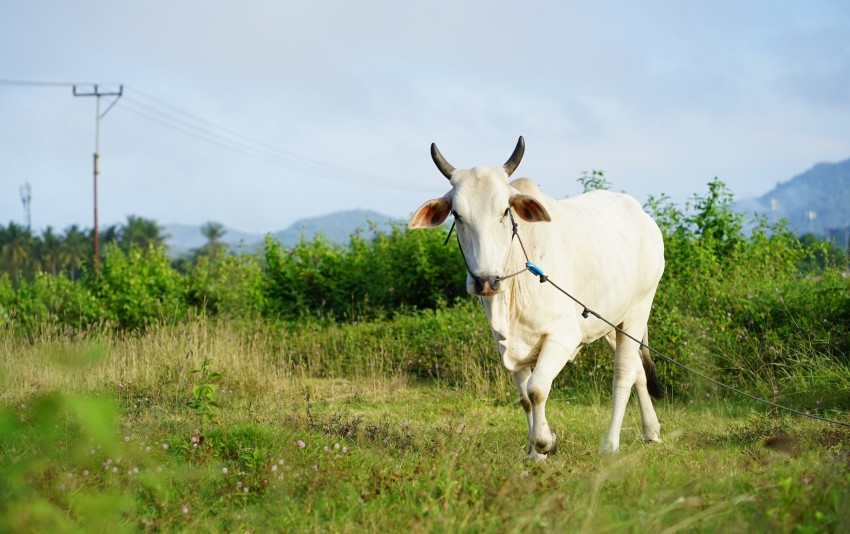 Jelang Idul Adha, Ini Tips Pilih Hewan Kurban yang Sehat