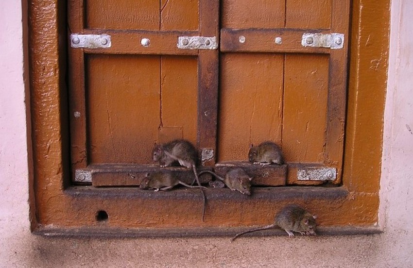 Paris Diinvasi Tikus, Wali Kota Minta Warga Hidup Berdampingan