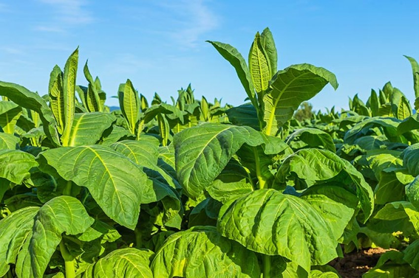 Dinilai Merugikan, Aturan Produk Tembakau Diminta Dikeluarkan dari RPP UU Kesehatan