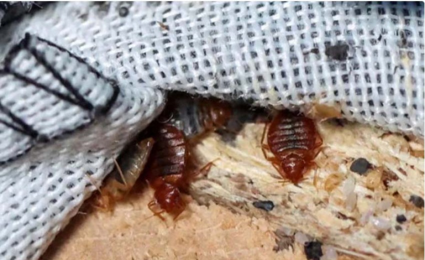 Kenali Tanda-tanda Kutu Busuk Bersarang di Rumah Anda