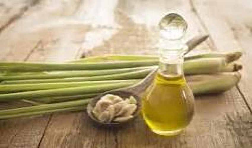 Minyak Atsiri Serai Bantu Redakan Nyeri Kepala dan Hipertensi