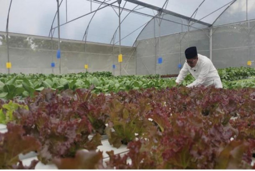Pesantren Cendekia Amanah Kembangkan Pertanian Hidroponik