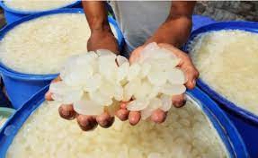 Agar Tarawih Lancar, Penderita Radang Sendi Disarankan Mengonsumsi Buah Kolang-Kaling