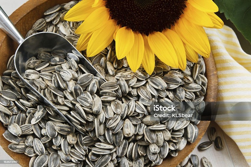 Biji Bunga Matahari: Kaya Vitamin, Mineral Hingga Menurunkan Risiko Kanker