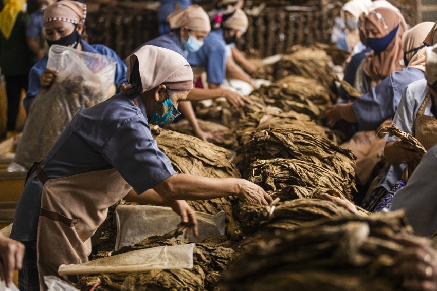 Perluas Pasar ke Turki dan Spanyol, PTPN I Reg 4 Targetkan Pendapatan Tembakau Rp374,78 Miliar