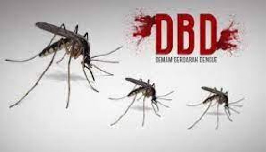 Kemenkes: Kasus DBD 2024 Lebih Tinggi Dibanding 2023, Ini 3 Cara Pencegahannya