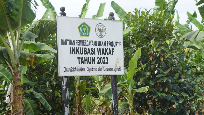 Pesantren An-Najah Tanah Laut Manfaatkan Lahan Wakaf untuk Budidaya Pisang Cavendish