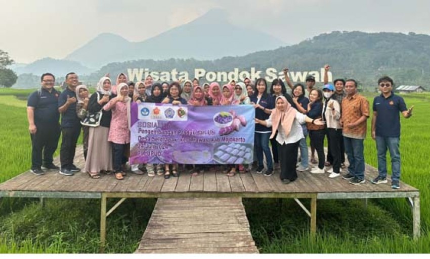 Dorong Pemanfaatan Teknologi Produksi, Ubaya Kembangkan Ubi Jalar Produk Unggulan Mojokerto