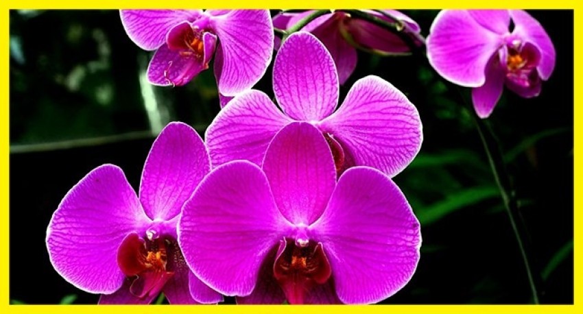 Mau Bikin Vertical Garden? Hati-hati Pilih Tanamannya, Simak Rekomendasi Ini