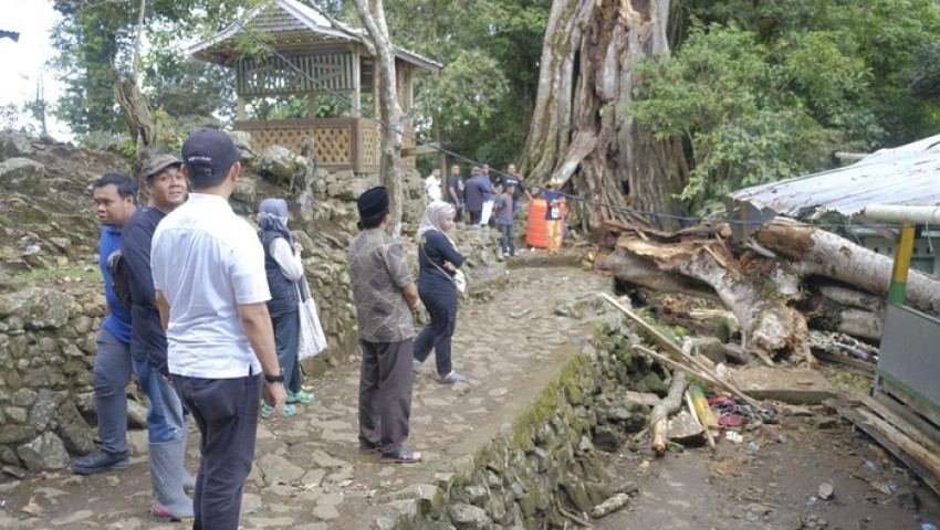 Ritual Sesajen di Bawah Pohon, 9 Orang Tewas Terhantam Batang Pohon Besar