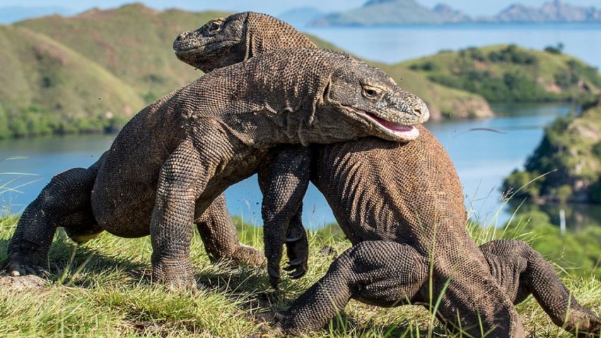Heboh! Sumba Ternyata Habitat Asli Komodo, Ini Buktinya